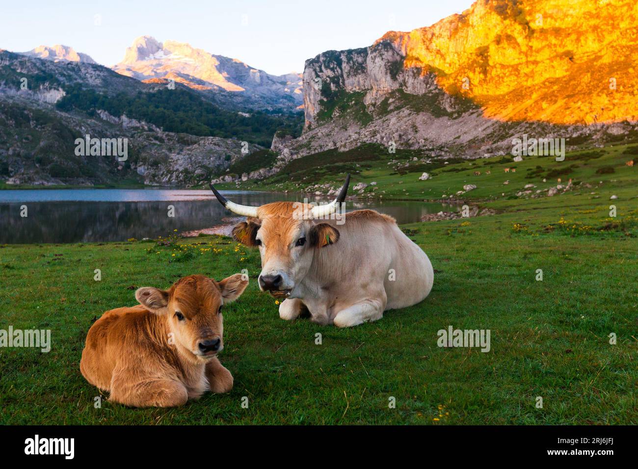 Vache de bétail de montagne assise sur la pelouse Banque D'Images