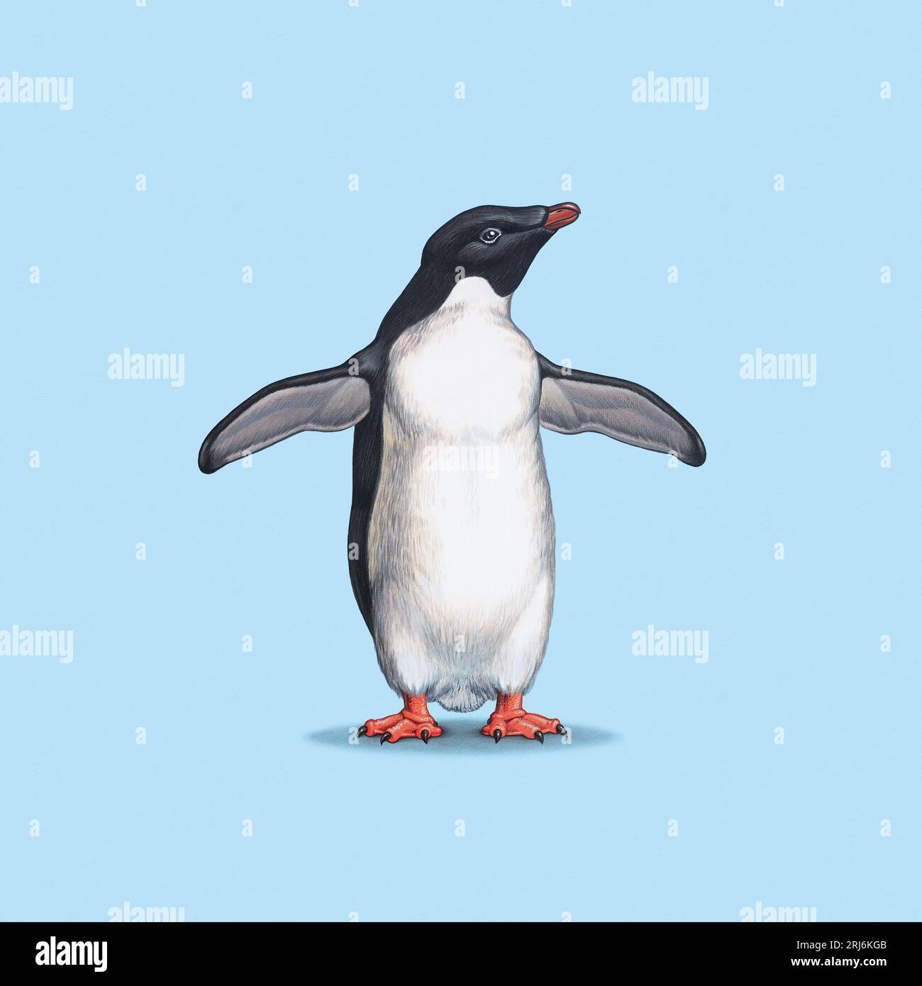 Illustré, le pingouin d'Adlie à l'aile striée Banque D'Images