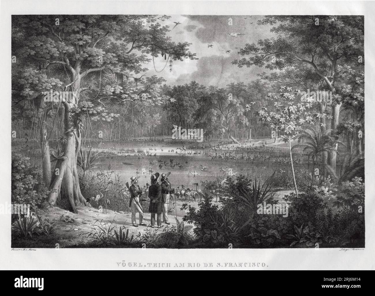 Yögel teich am rio de S. Francisco 1823 de Johann Baptist von Spix Banque D'Images