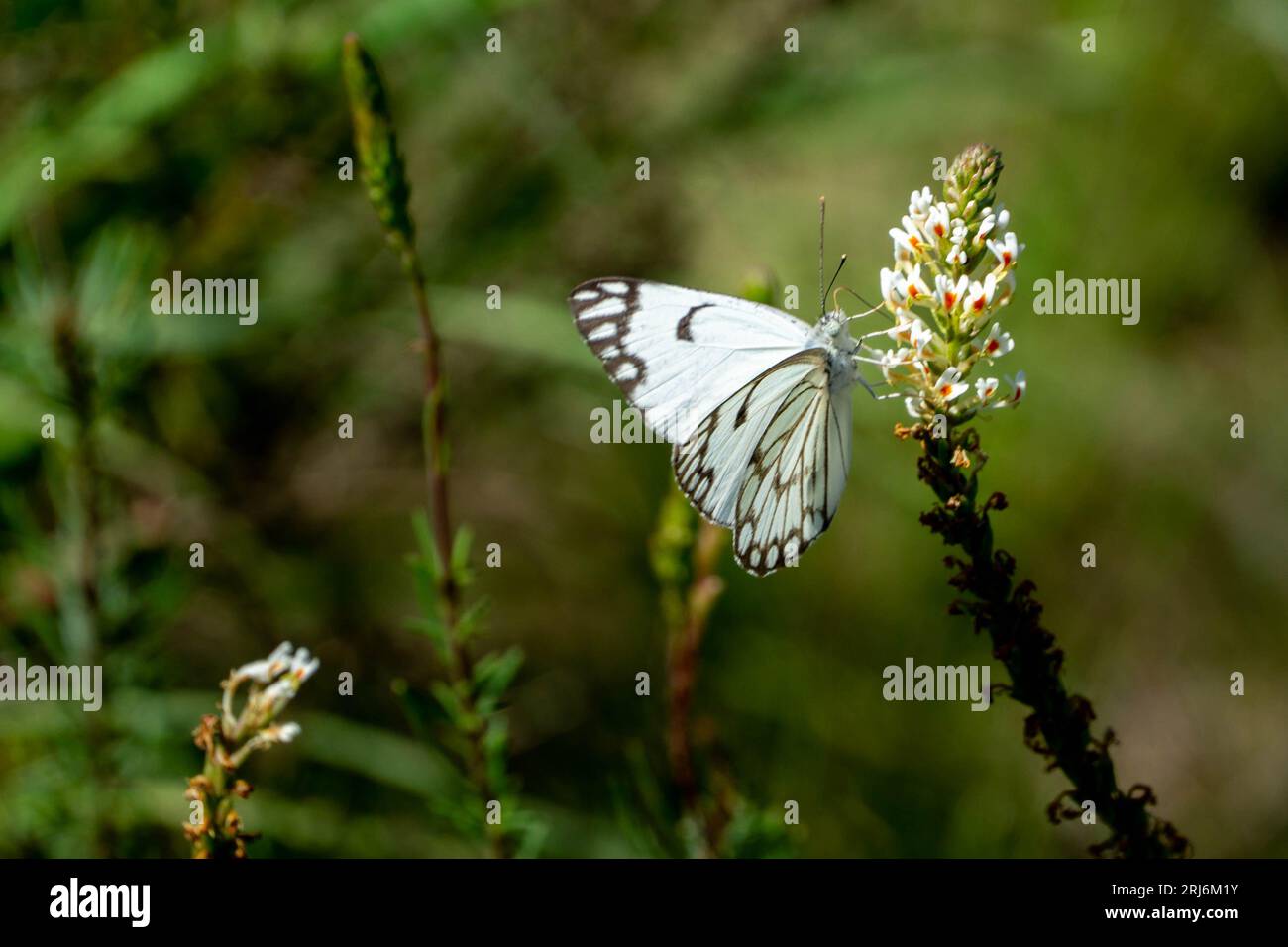 Gros plan d'un papillon blanc sur une fleur au mont Longonot, Kenya Banque D'Images