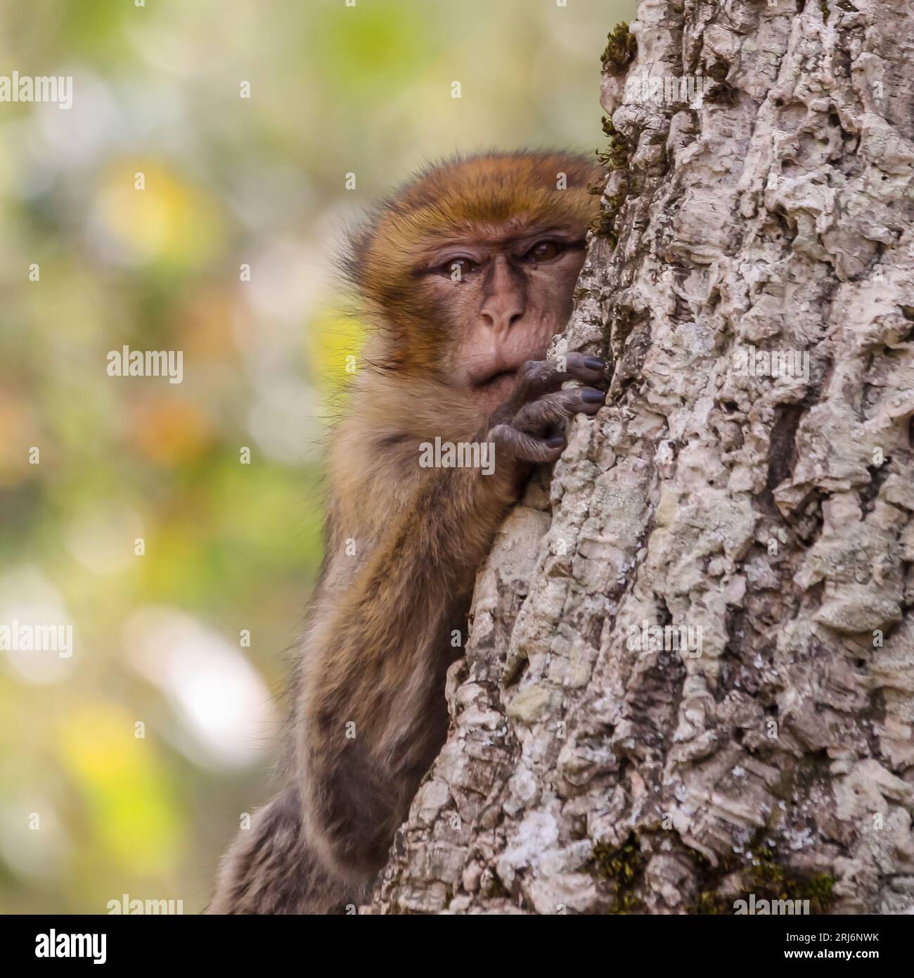 Un macaque curieux s'accroche à un tronc d'arbre, regardant vers l'extérieur avec une expression curieuse. Banque D'Images