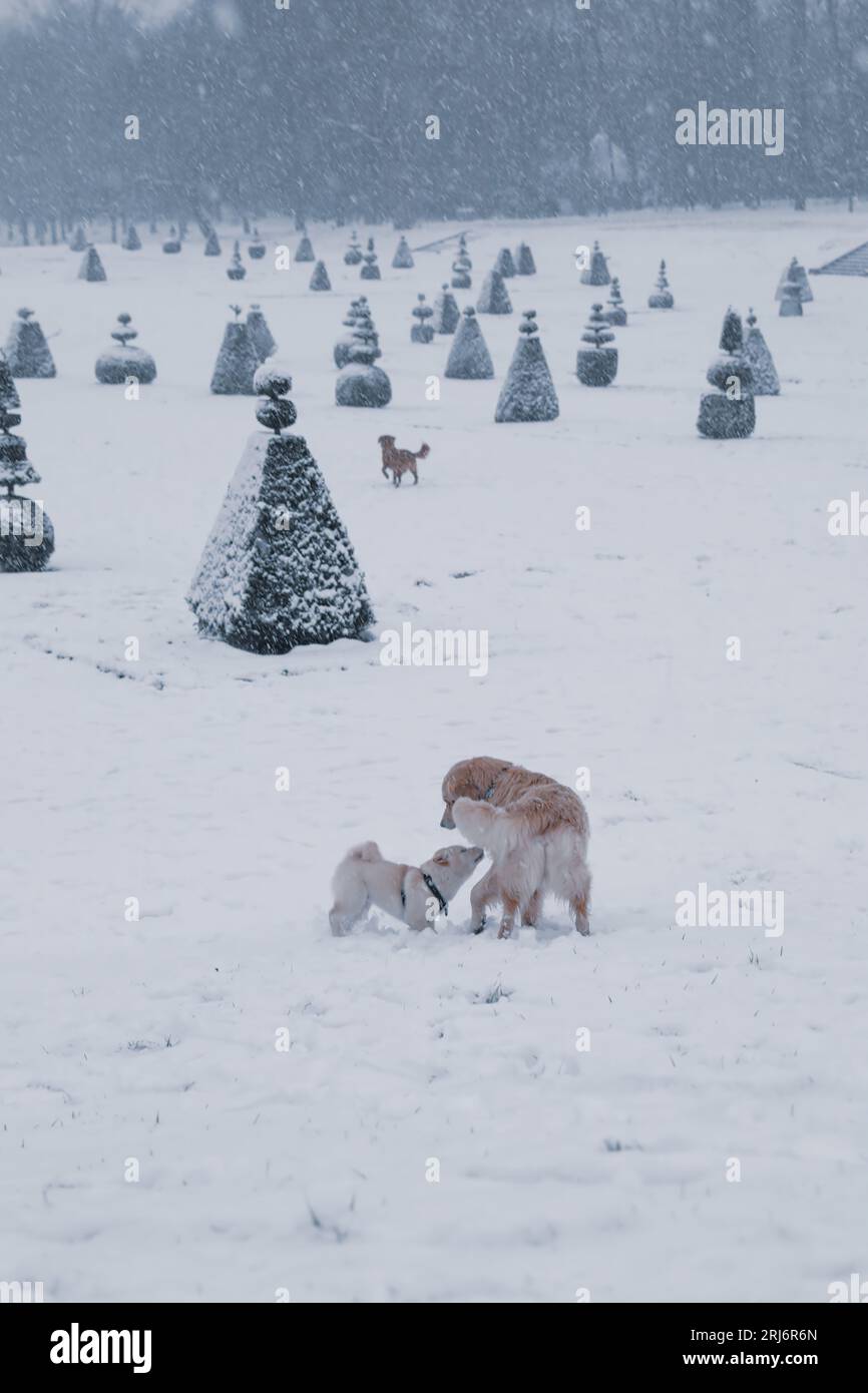 Une vue panoramique de deux chiens heureux jouant dans la neige à côté de petits pins Banque D'Images