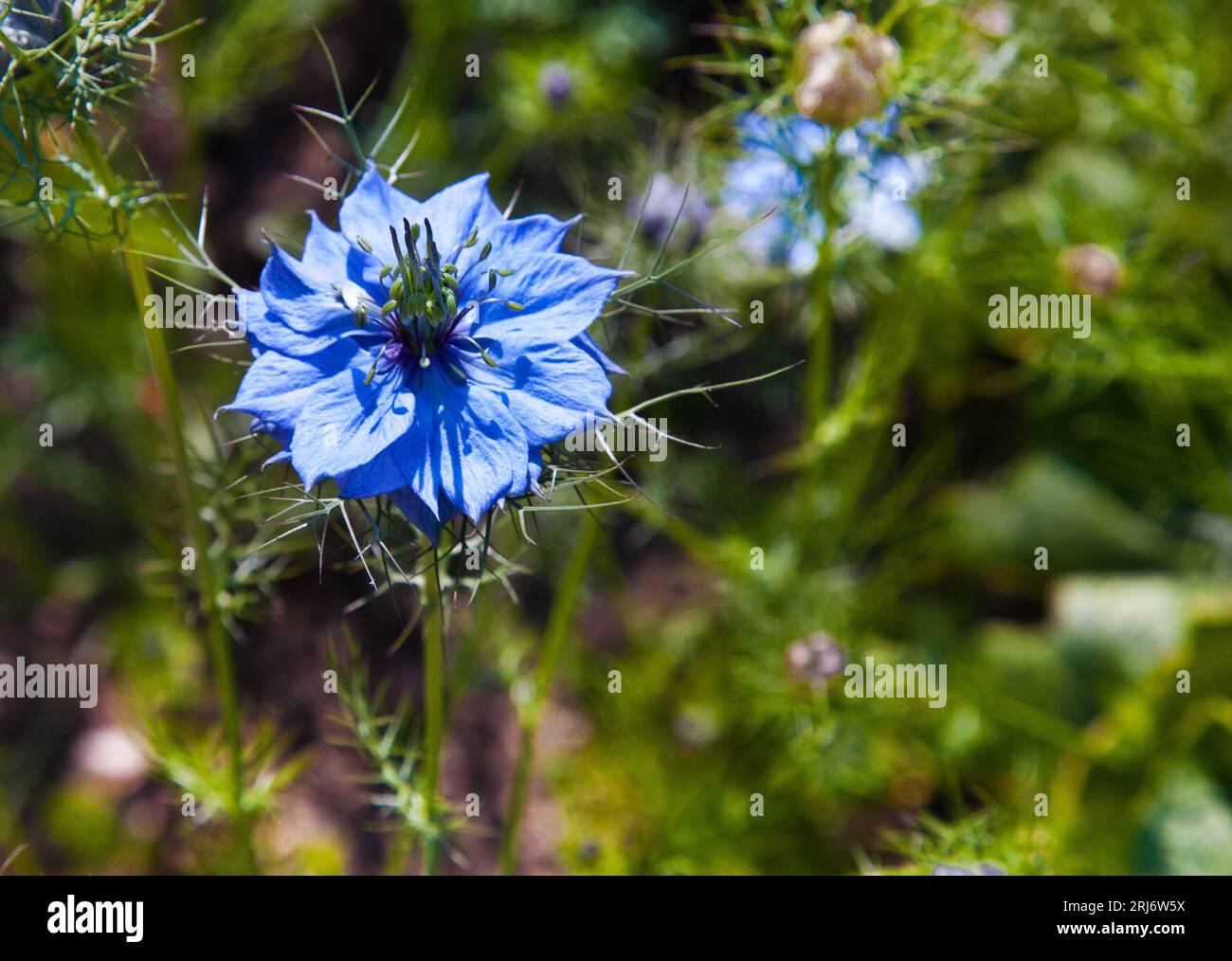 Image rapprochée d'une fleur de Nigella Damascena. Banque D'Images