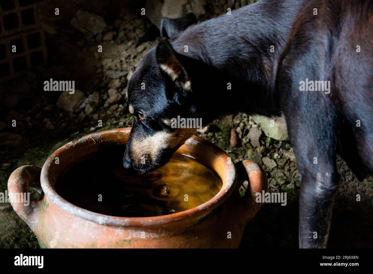 Un chien noir buvant de l'eau dans un pot en céramique. soins aux animaux Banque D'Images