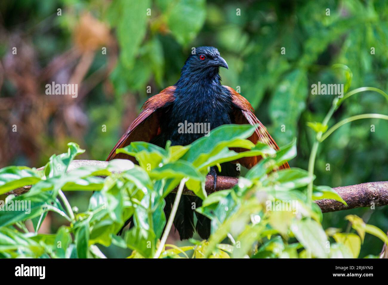 Une plus grande coucale avec des ailes déployées, sur branche d'arbre, Thaïlande Banque D'Images