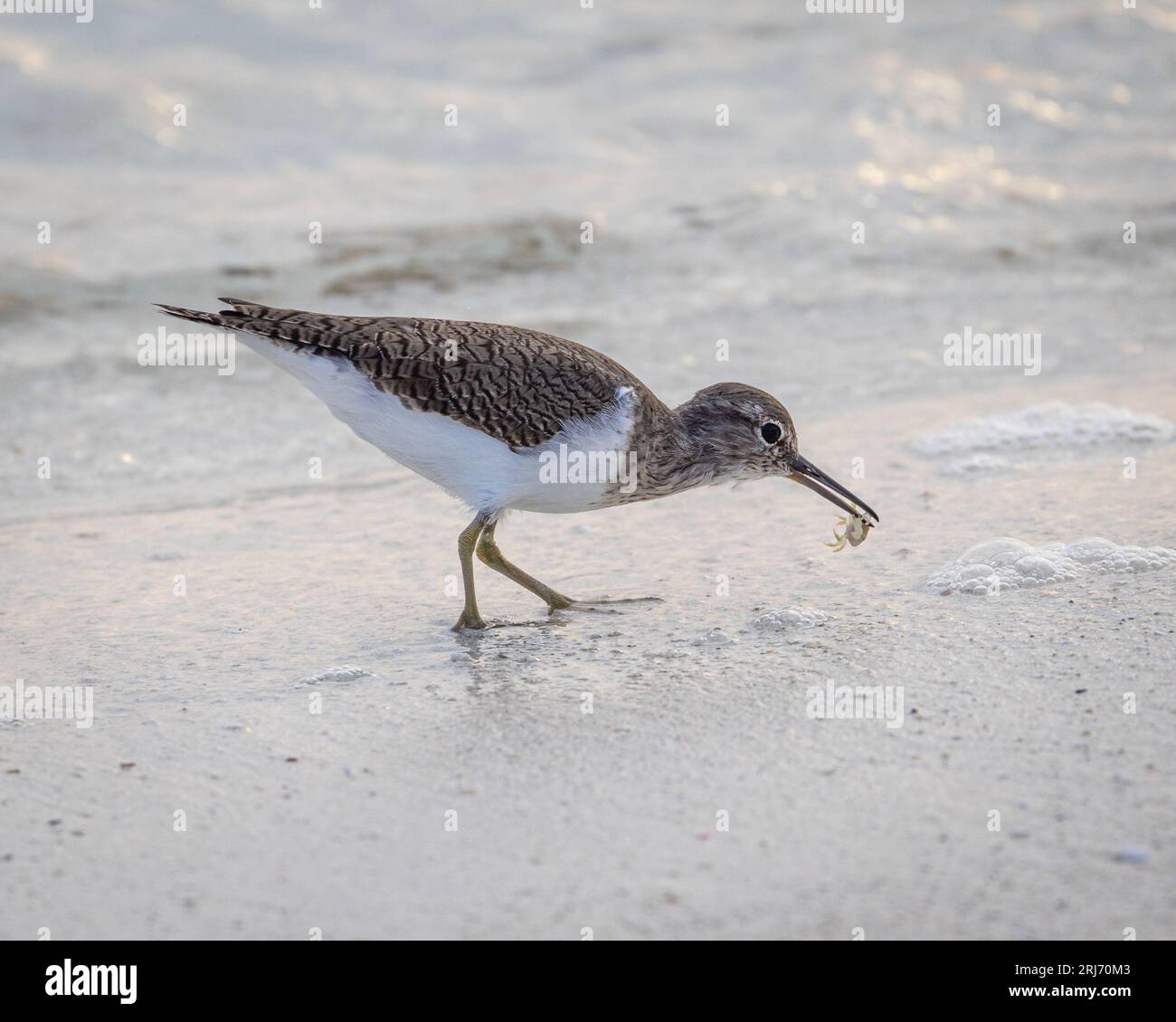Un bel oiseau Sandpiper commun avec un long bec incurvé entouré de sable et de soleil Banque D'Images