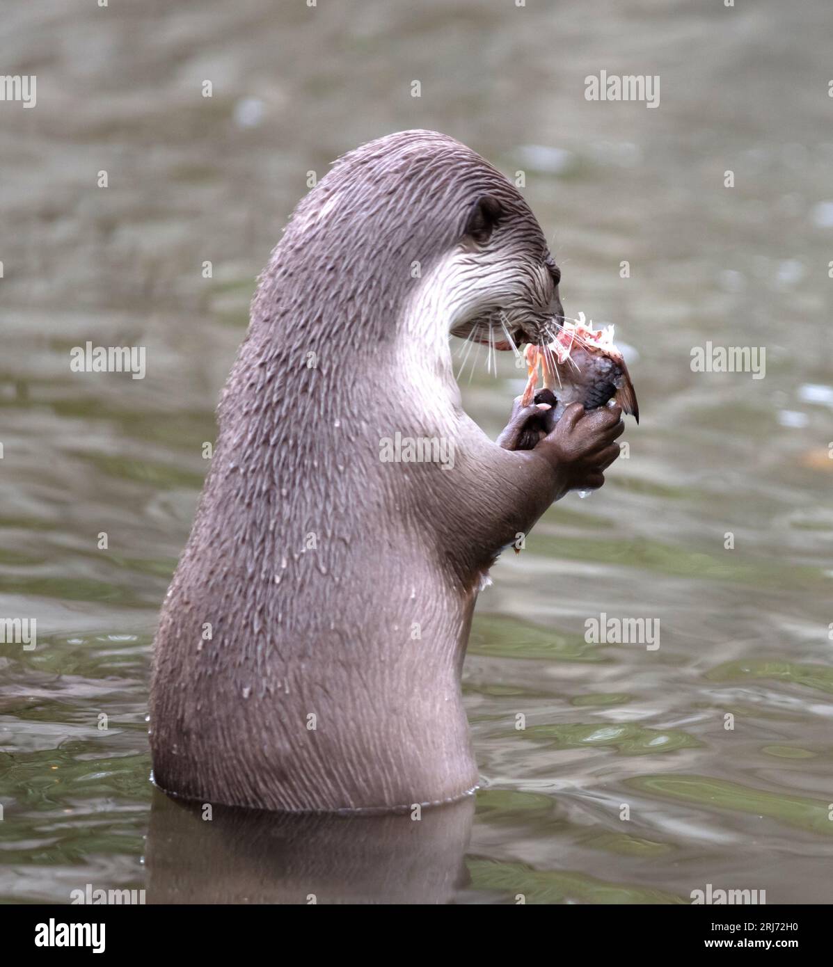 Otter manger du poisson dans l'eau, foyer sélectif Banque D'Images