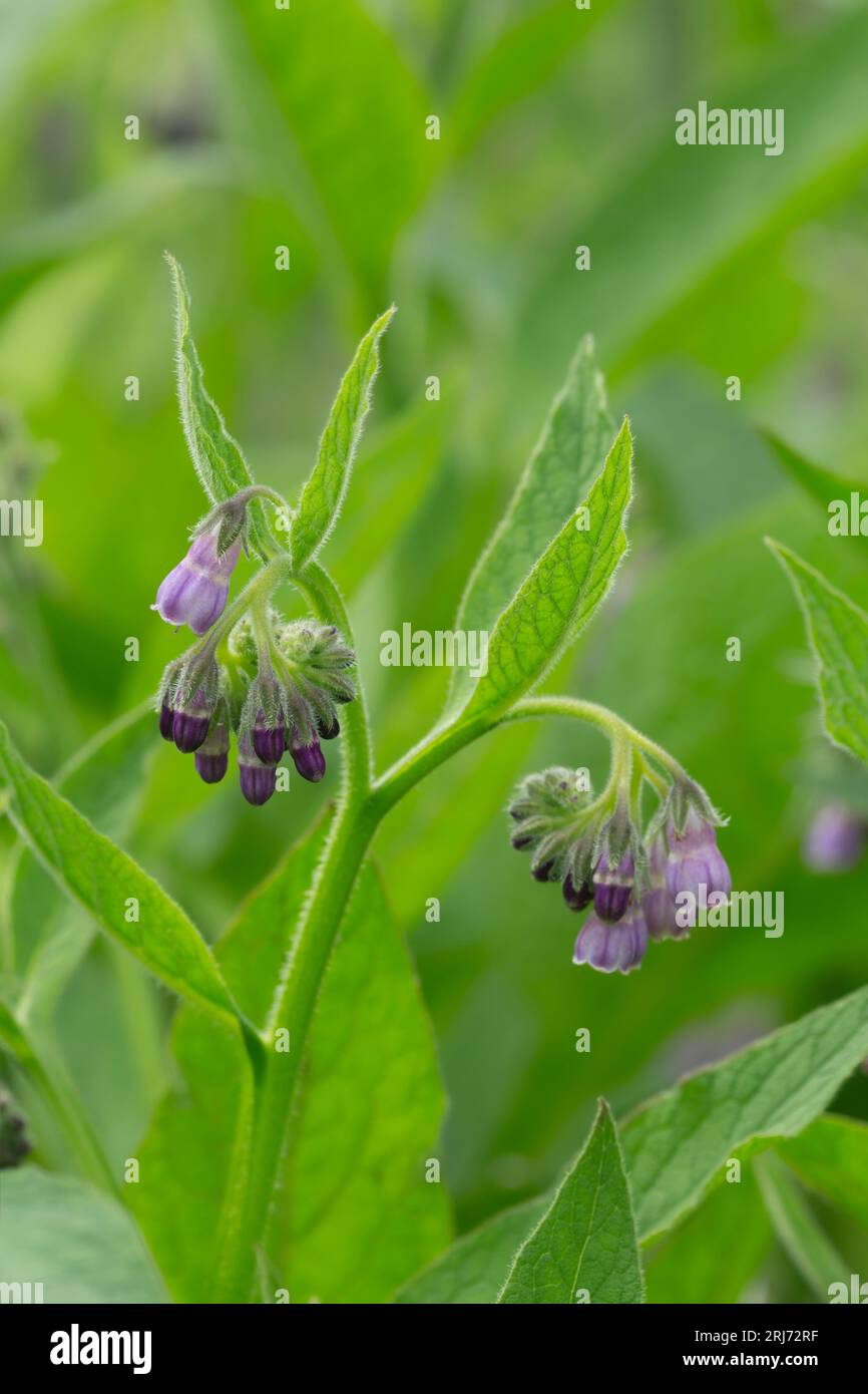 Consoude russe, Symphytum x ulandicum en fleur Banque D'Images