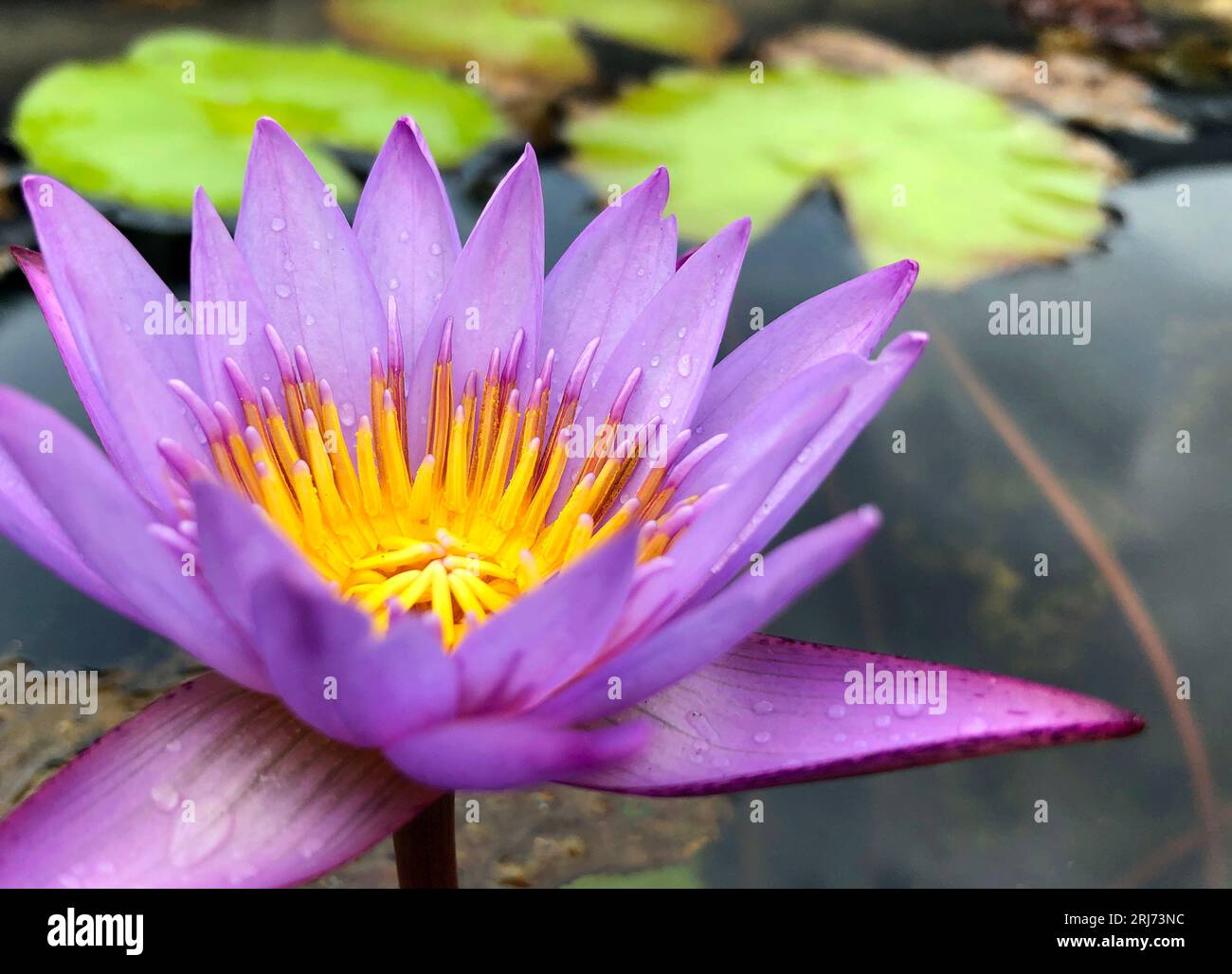 Une belle fleur de lys violet sur le bord d'un étang tranquille Banque D'Images