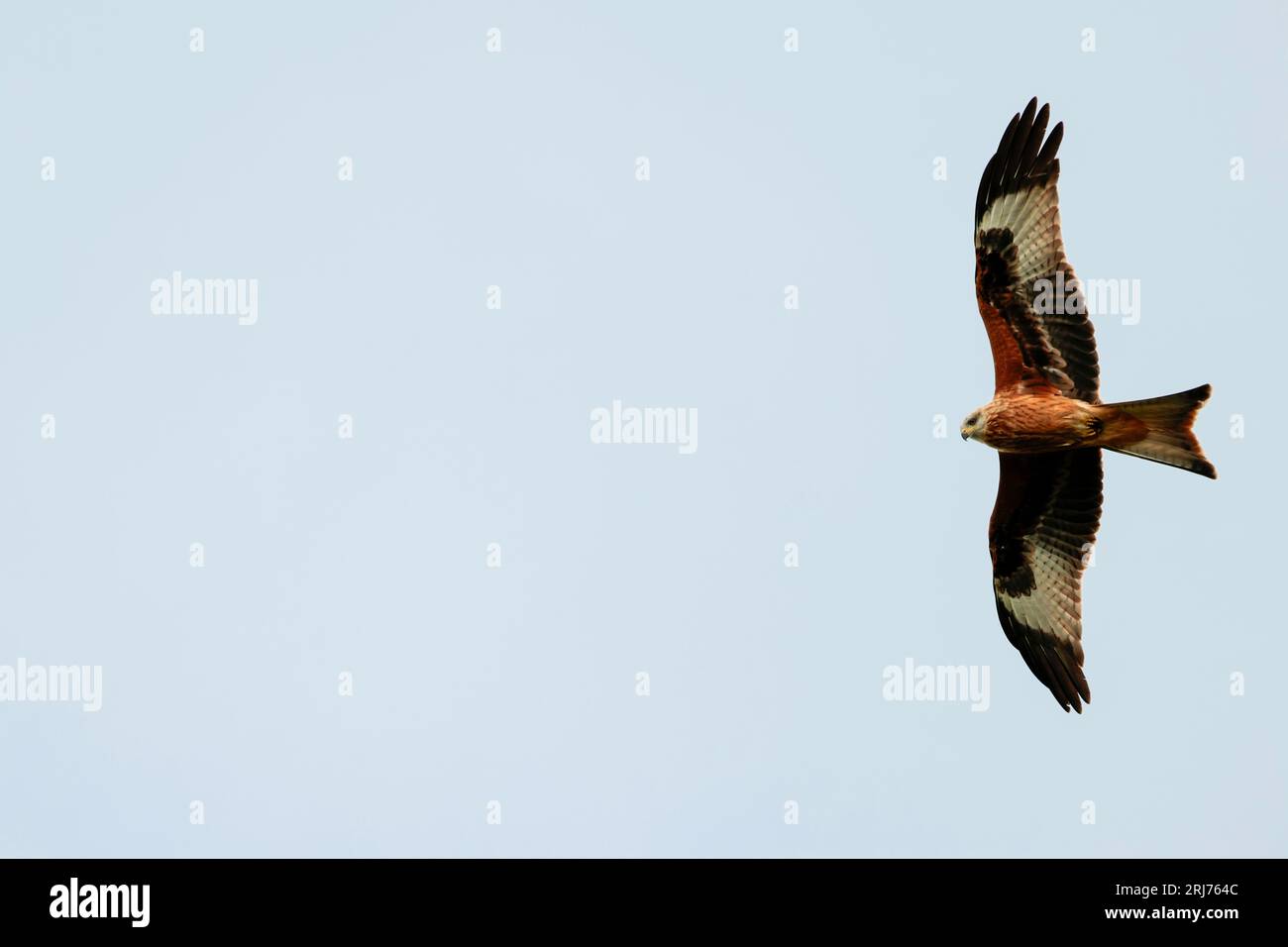 Cerf-volant rouge Milvus x2, rouge rouillé, blocs de blanc sur les sous-ailes bec jaune avec crochet foncé pieds jaune pâle frappant yeux fourchus queue grise tête striée Banque D'Images