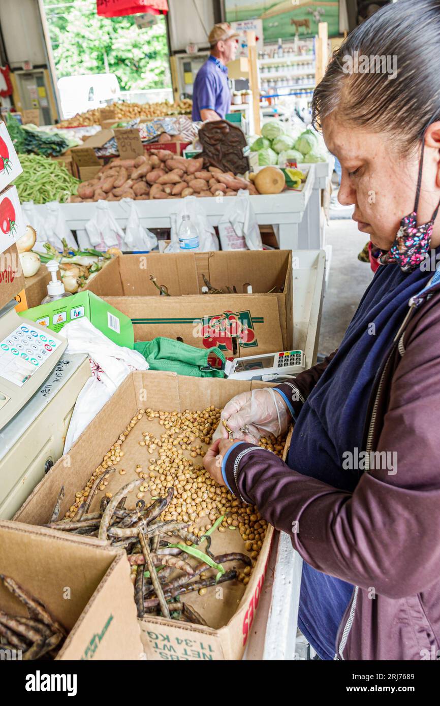 Charlotte Caroline du Nord, Charlotte Regional Farmers Market, séparation des haricots des gousses, travail manuel, Latino hispanique, ethnie ethnique, immigrant mi Banque D'Images