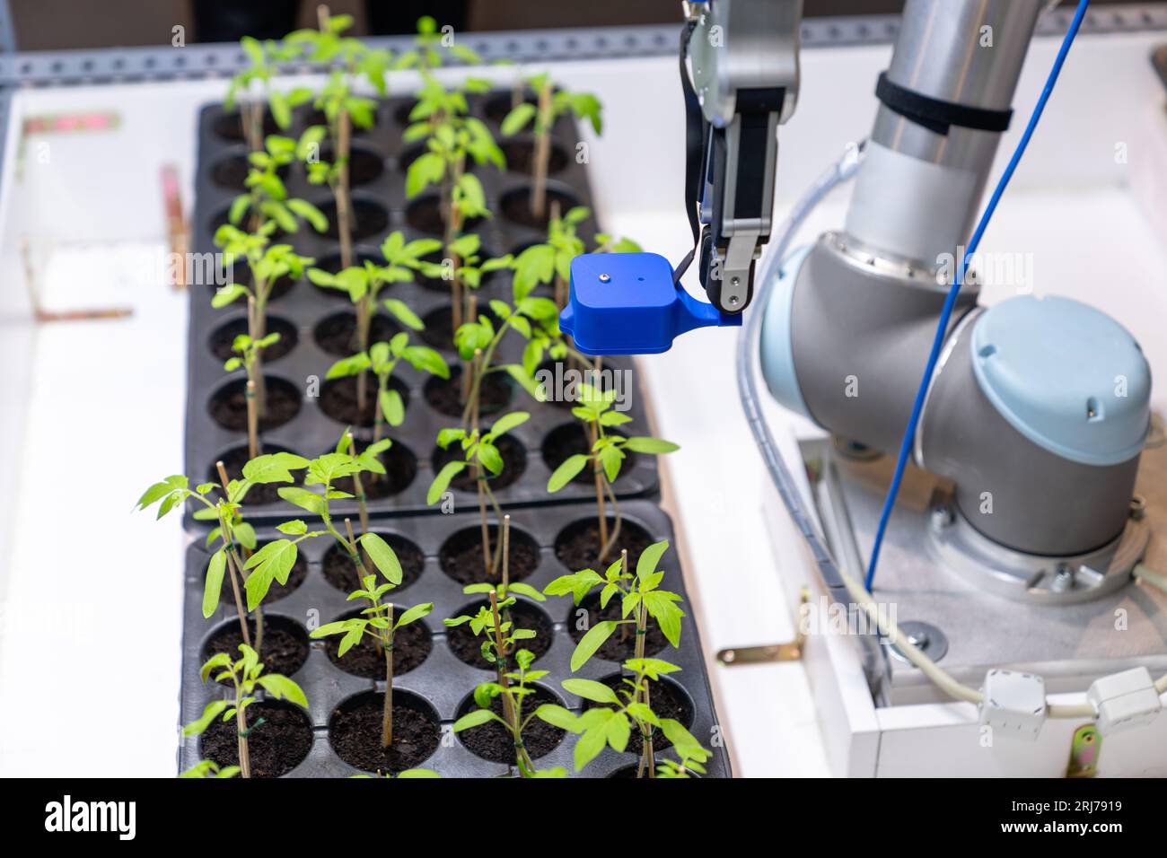 Un robot dans une serre évalue la qualité des plants de tomates à l'aide d'un capteur. Concept d'agriculture intelligente.. Banque D'Images