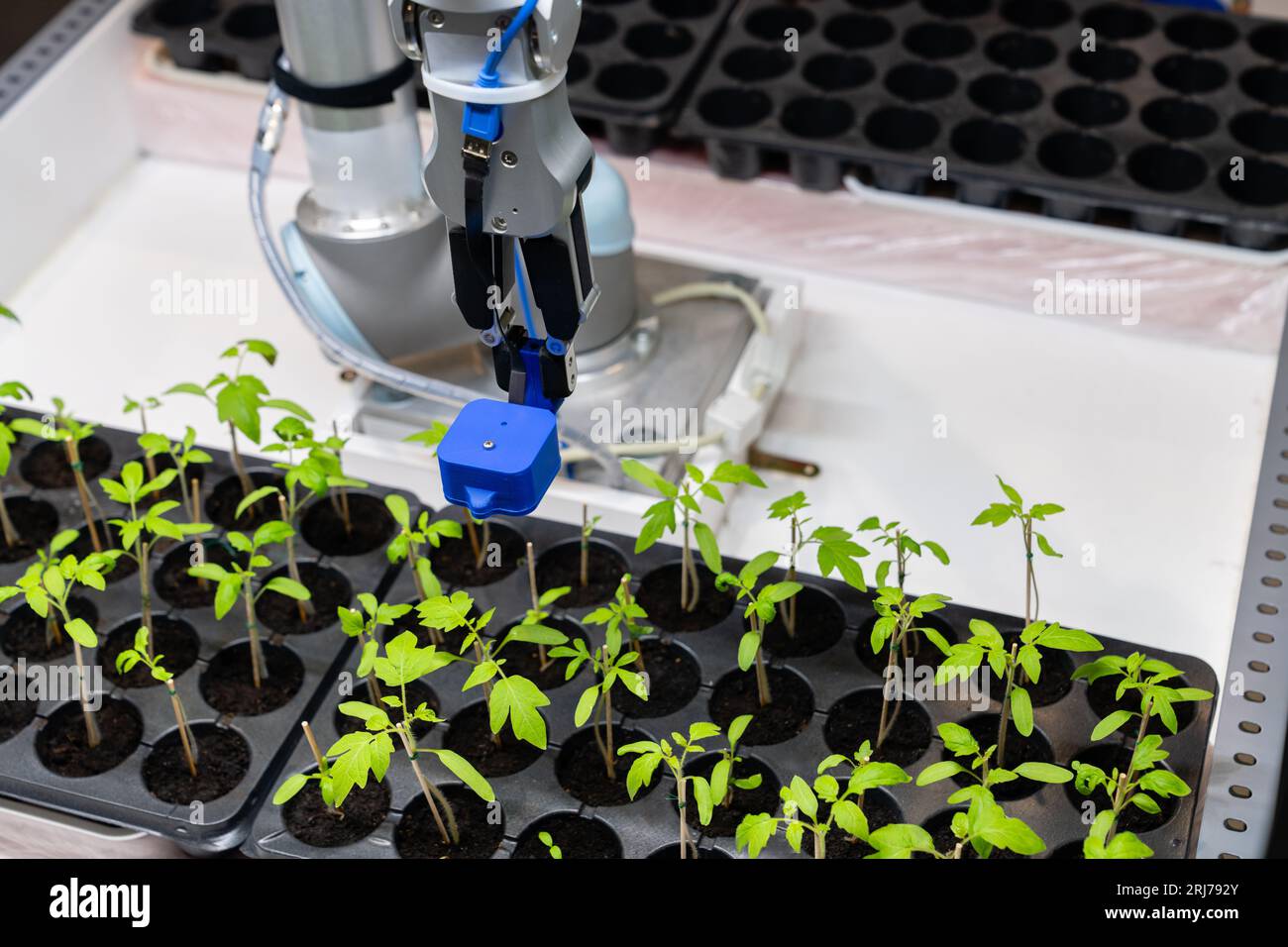 Un robot dans une serre évalue la qualité des plants de tomates à l'aide d'un capteur. Concept d'agriculture intelligente.. Banque D'Images