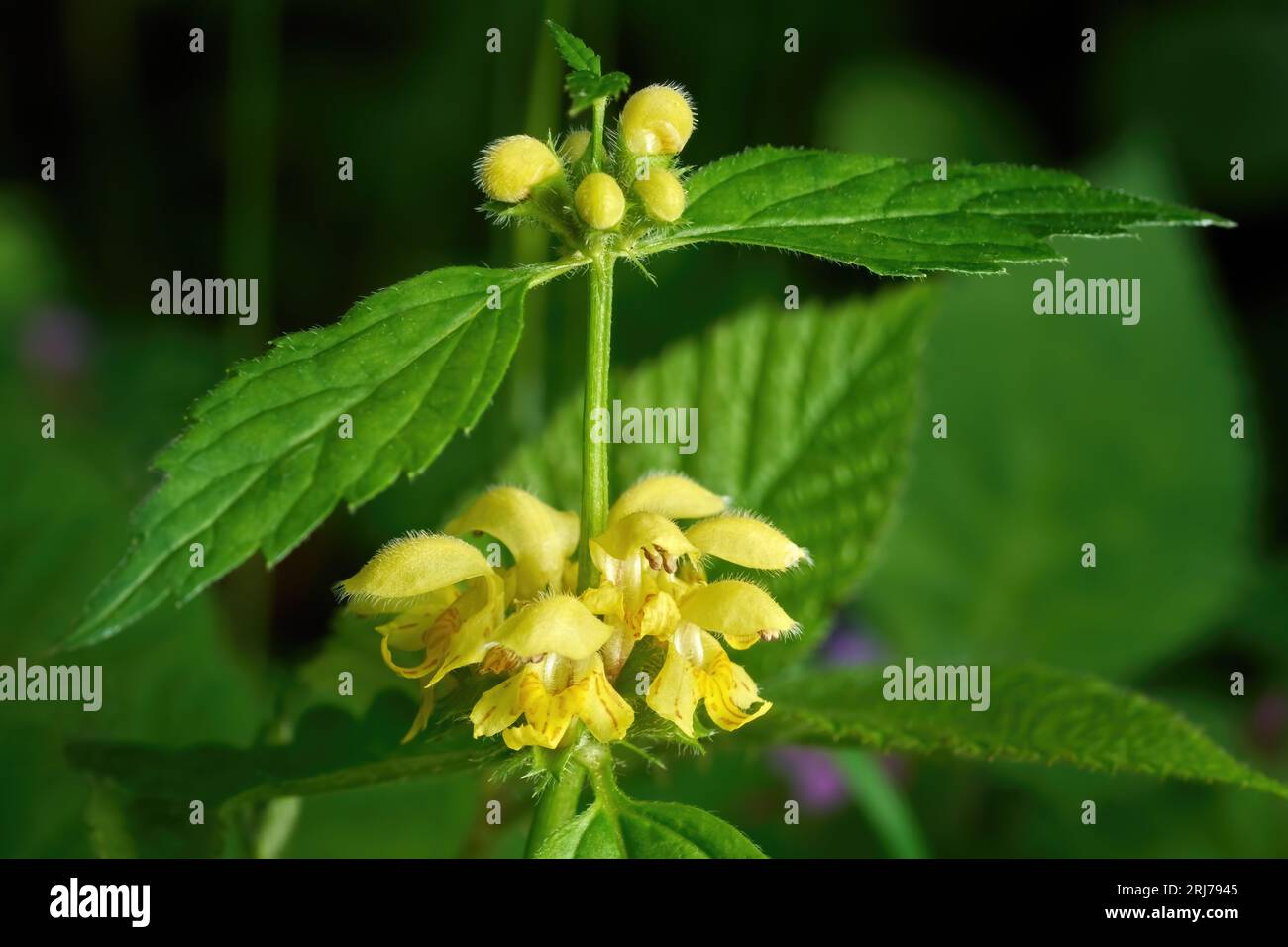 Archange jaune, ortie morte dorée (Lamium galeobdolon) détail des fleurs et des bourgeons Banque D'Images