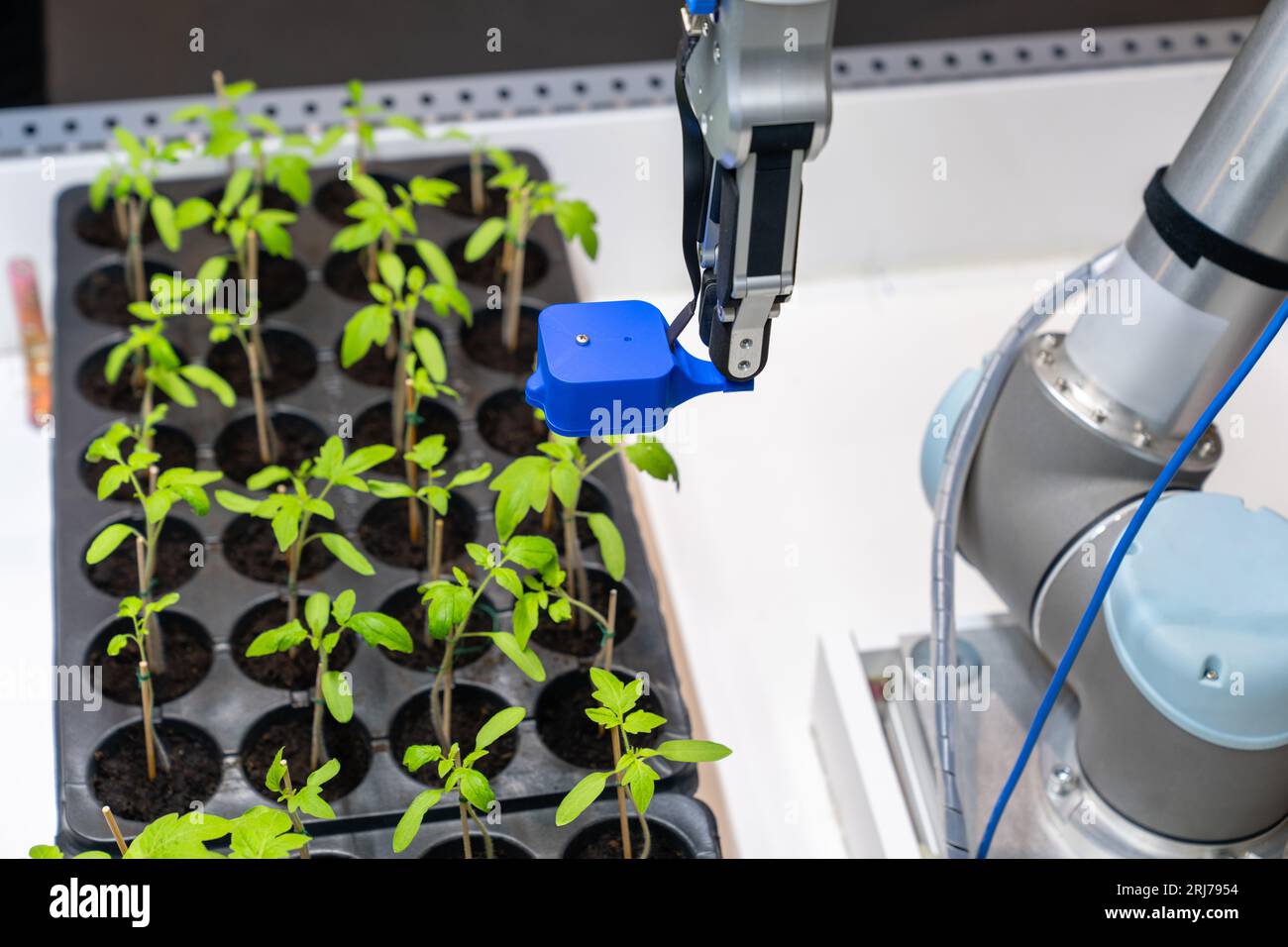 Un robot dans une serre évalue la qualité des plants de tomates à l'aide d'un capteur. Concept d'agriculture intelligente.. Banque D'Images