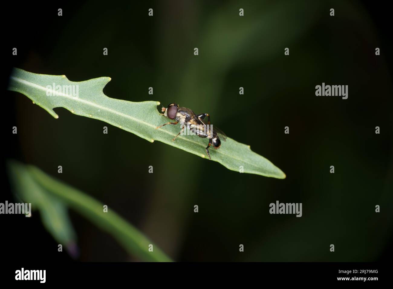 Syritta pipiens famille Syrphidae Genus Syritta épais à pattes de mouche aérienne mouche nature sauvage fond d'écran d'insecte Banque D'Images