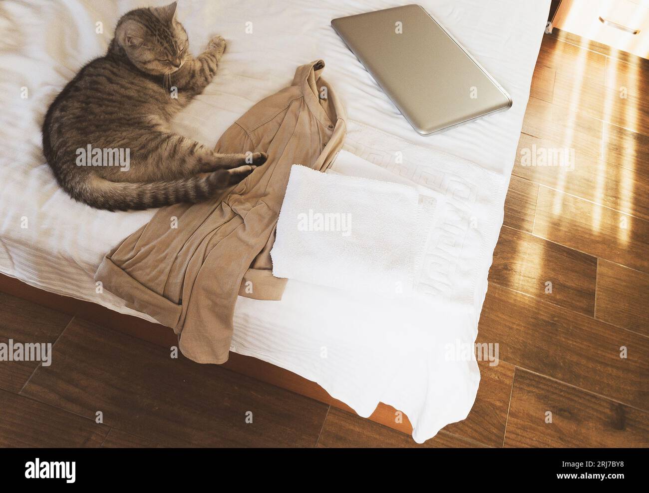 chat britannique sur un lit d'hôtel Banque D'Images