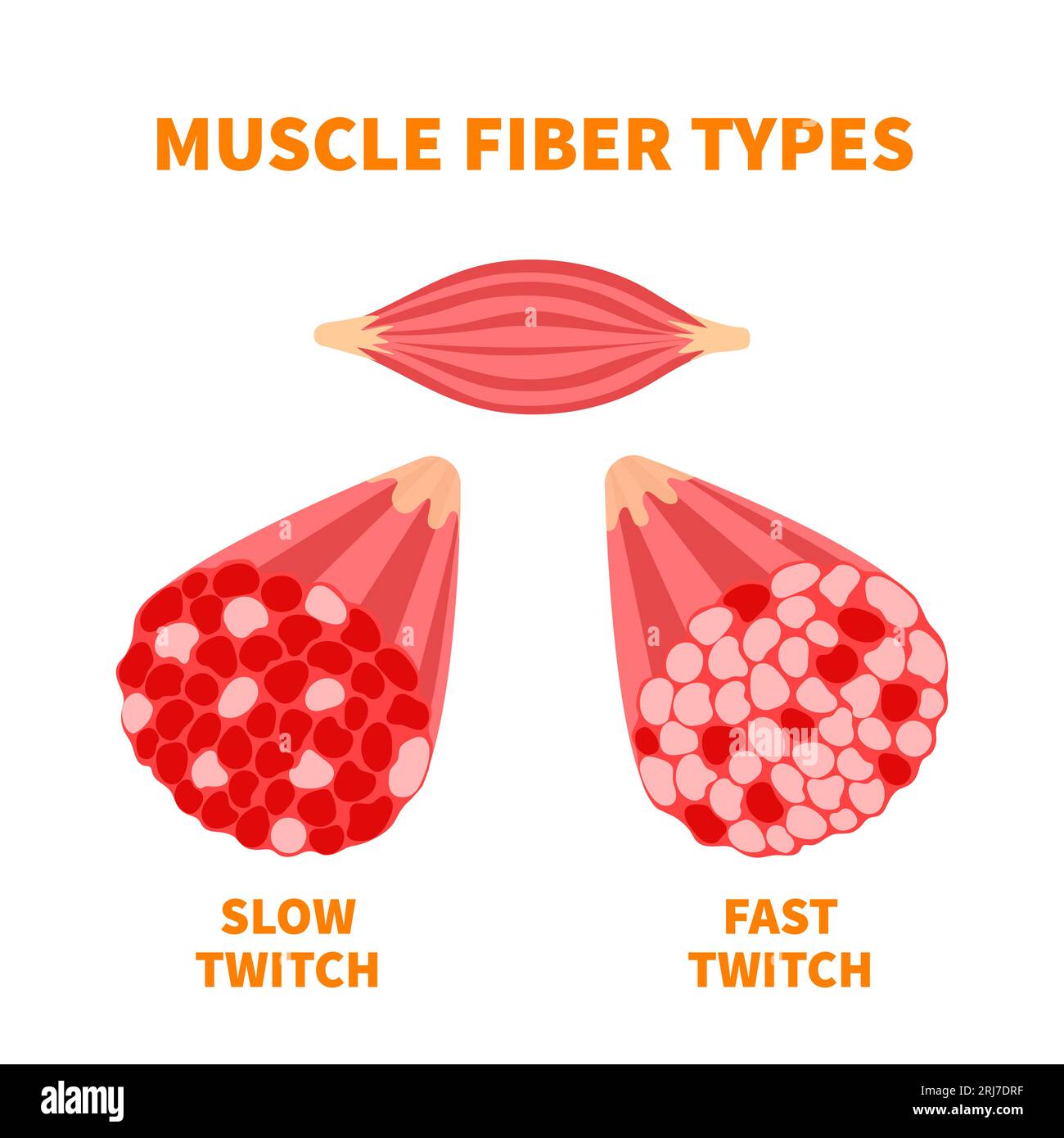 Illustration des types de fibres musculaires à contraction lente et à  contraction rapide Image Vectorielle Stock - Alamy