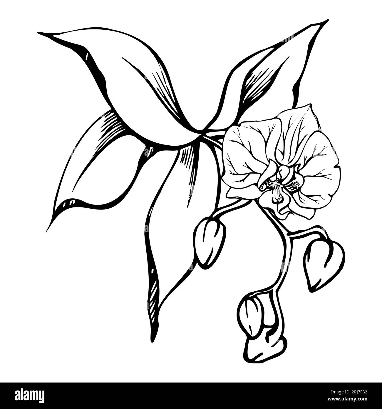 Fleurs et branches d'orchidées à encre vectorielle dessinées à la main, monochrome, contour détaillé. Composition de couronne circulaire. Isolé sur fond blanc. Conception pour Illustration de Vecteur