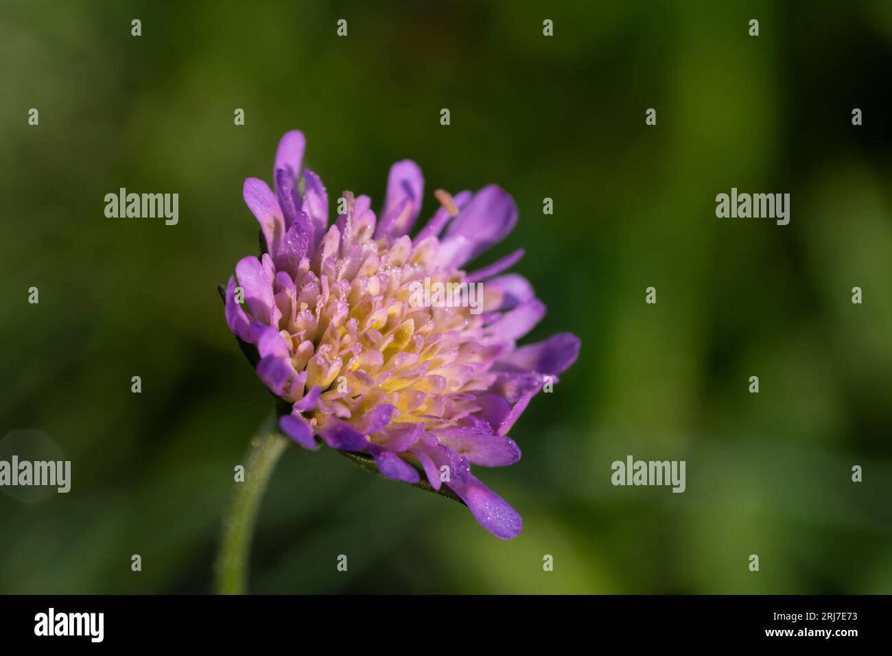 Knautia arvensis champ fleur scabious - photographie de papier peint de design d'intérieur Banque D'Images