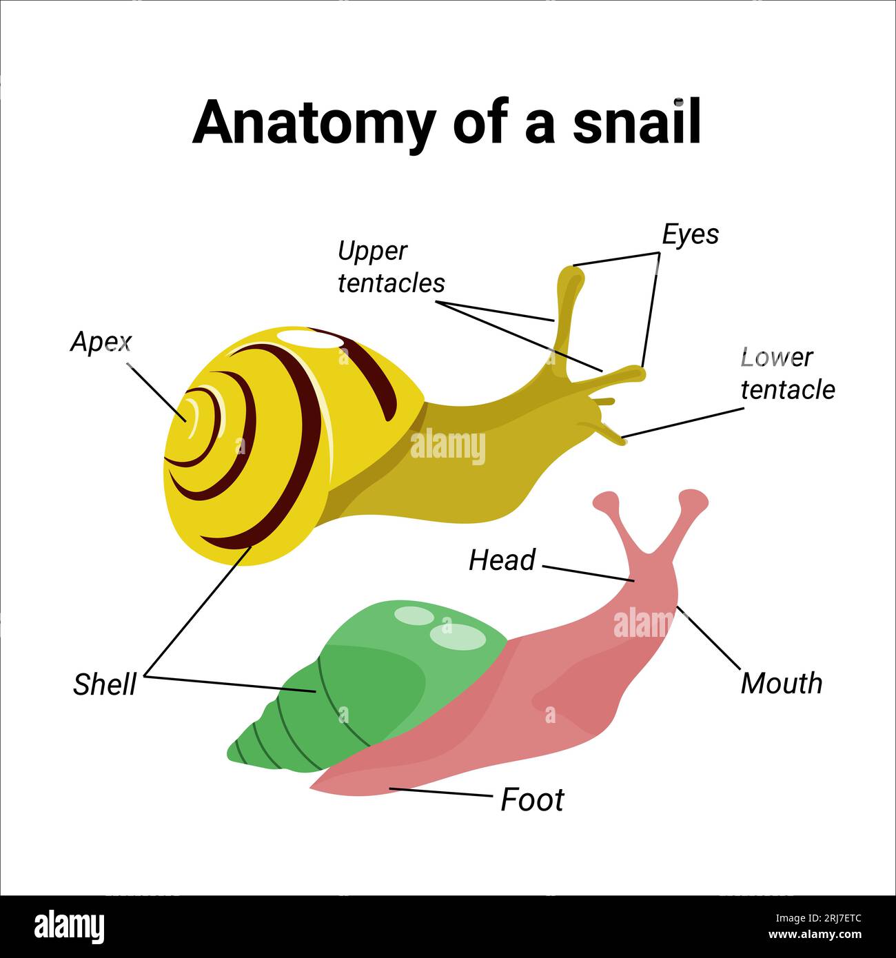 Anatomie d'un manuel d'instruction d'escargot. Illustration de Vecteur