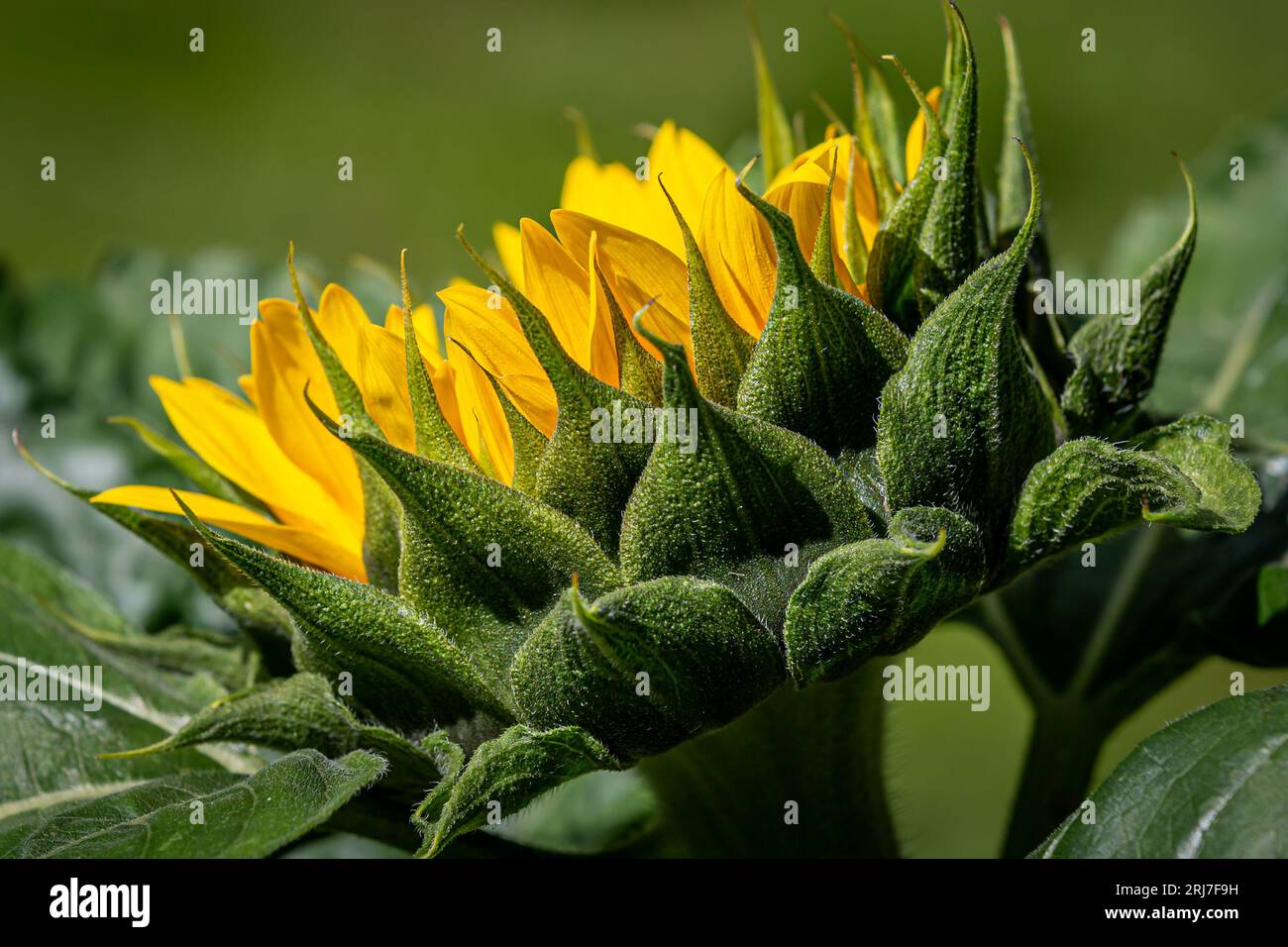 Une vue latérale d'un tournesol en fleurs, par une journée ensoleillée d'été Banque D'Images