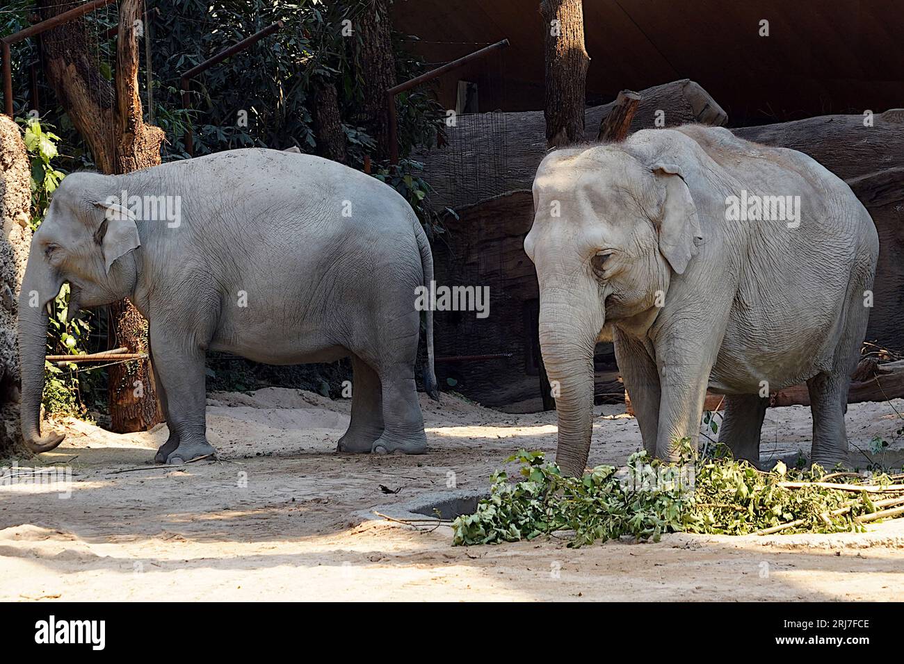 Deux éléphants indiens adultes en latin appelés Elephas maximus indicus vivant en captivité. Banque D'Images