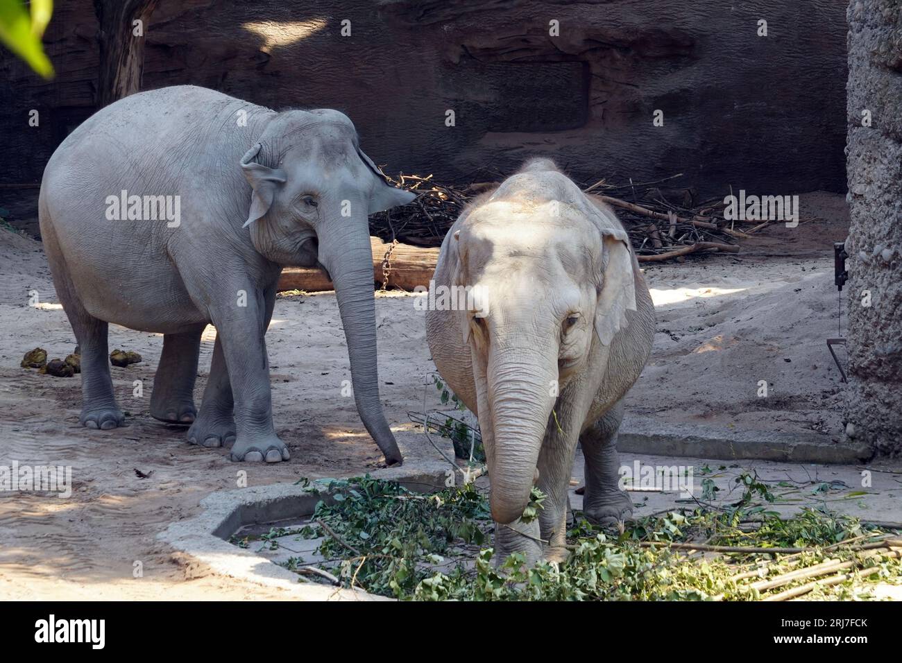 Deux éléphants indiens en latin appelés Elephas maximus indicus vivant en captivité. Banque D'Images