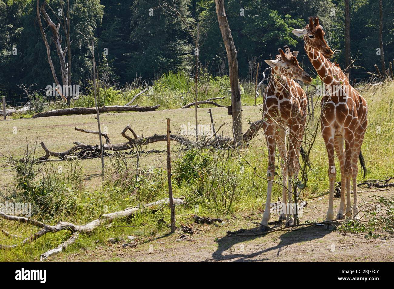 Deux girafes réticulées en latin appelées Giraffa reticulata ou Giraffa camelopardalis reticulata. Banque D'Images
