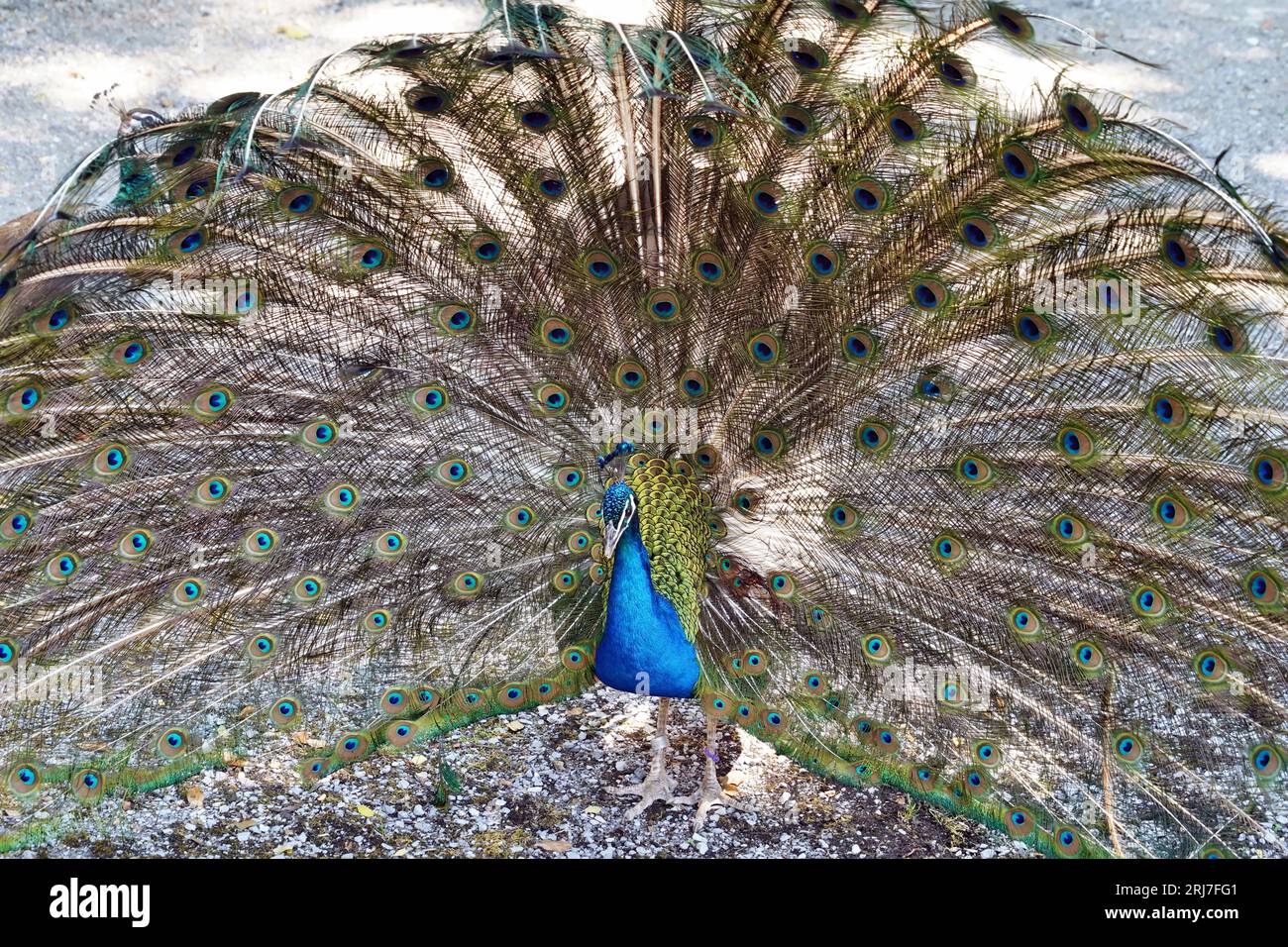 Paon mâle, dans un autre nom indien ou paon commun, en latin Pavo cristatus. Sa queue colorée est entièrement étalée derrière lui sur le fond. Banque D'Images