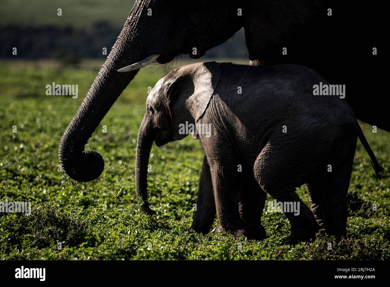 Éléphants errant dans le parc d'éléphants Addo dans l'est du cap Afrique du Sud l'industrie de l'éco-tourisme de la faune et de la flore voyage d'hospitalité Banque D'Images