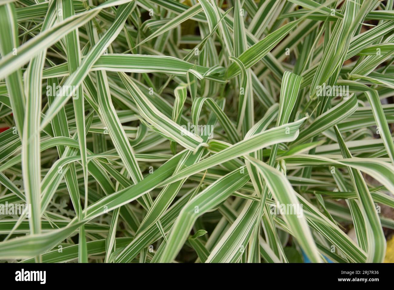Plante d'araignée ou Chlorophytum comosum dans le jardin de cour belle canopée de feuilles préparant le jardin pour l'été prochain, région de Tikves, Macédoine Banque D'Images