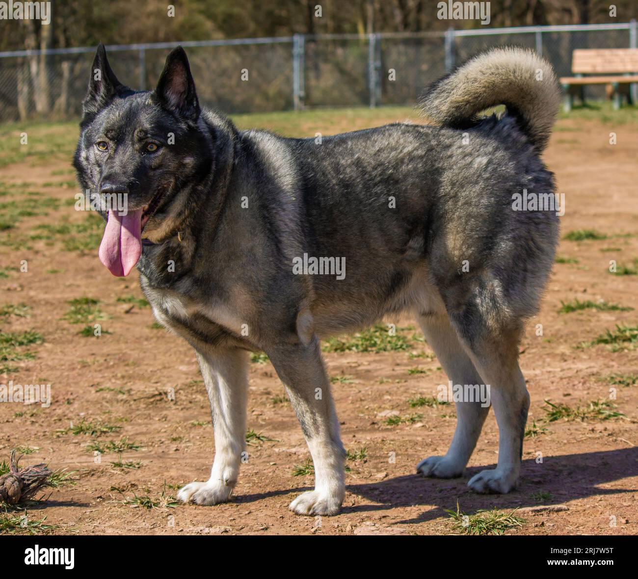 Joyeux chien Elkhound norvégien dans un parc à chiens Banque D'Images