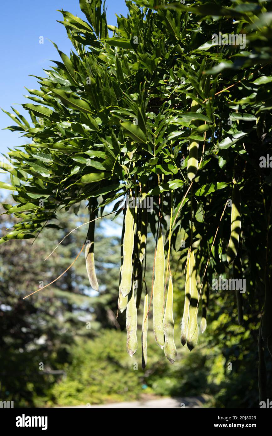 Wisteria floribunda 'macrobotrys' Banque D'Images