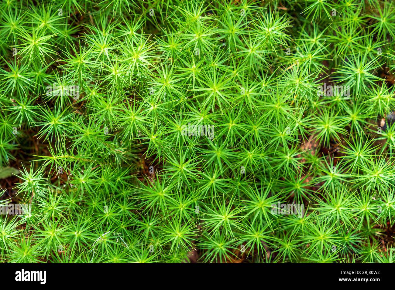 Common Haircap Moss, Polytrichum commune, pousse dans de grandes parcelles près du sol dans un sol humide et acide comme les forêts. Ses feuilles peuvent rappeler un o Banque D'Images