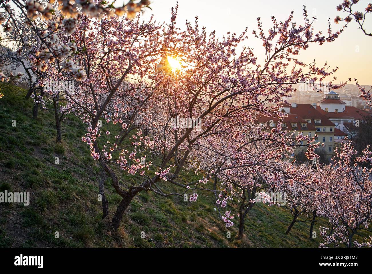 Les amandiers roses fleurissent à Prague au lever du soleil au début du printemps Banque D'Images