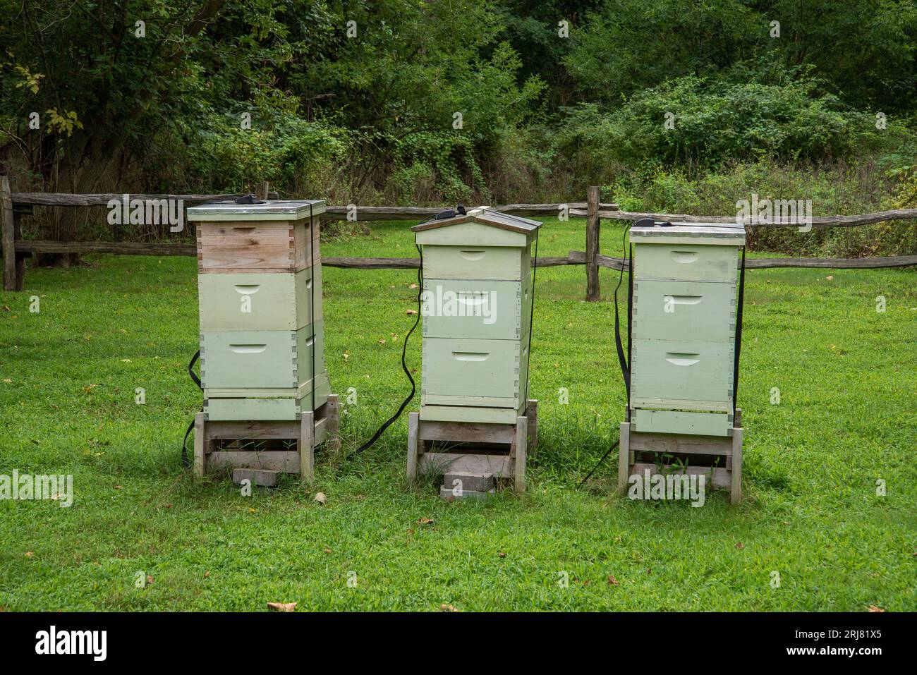 Une vue des ruches dans un champ Banque D'Images
