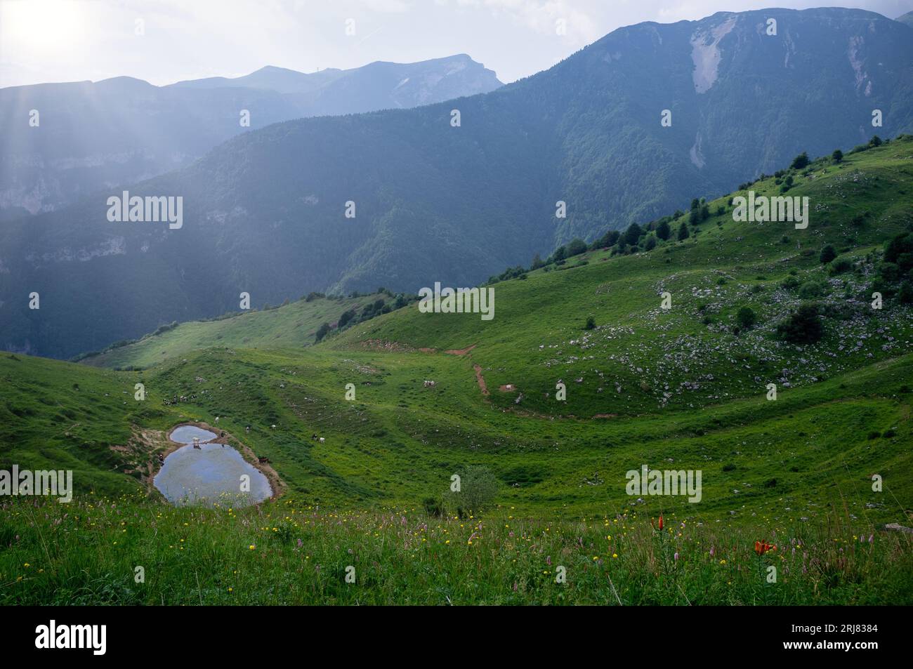 Vue estivale du parc naturel régional de la Lessinia, avec des vaches en liberté de pâturage, dans la région de Campofontana. Banque D'Images