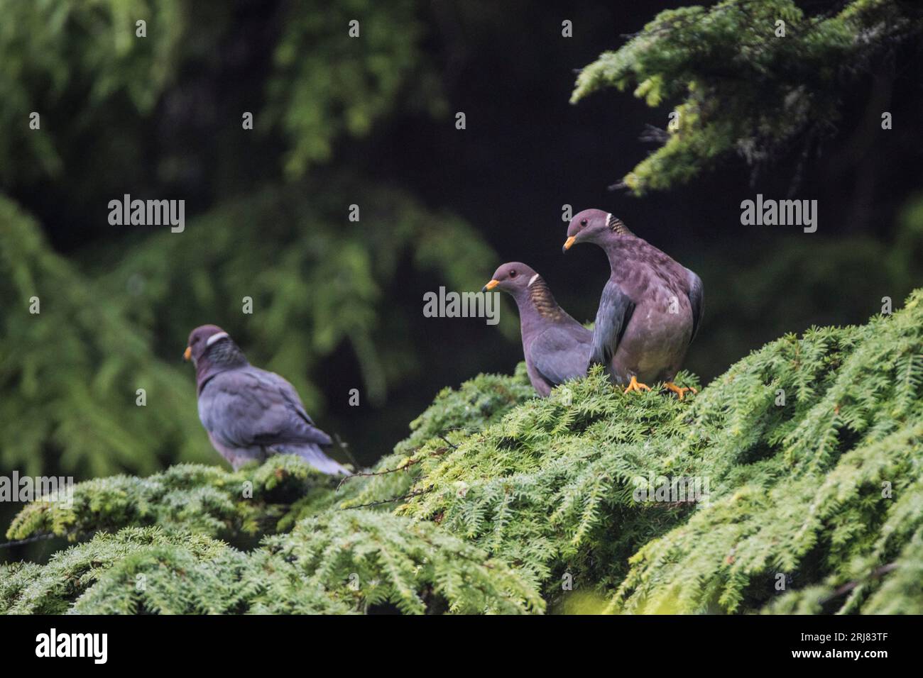 Trois pigeons indigènes à queue barrée dans un sapin, habitat inclus, parc national olympique, fourches, washington, états-unis Banque D'Images