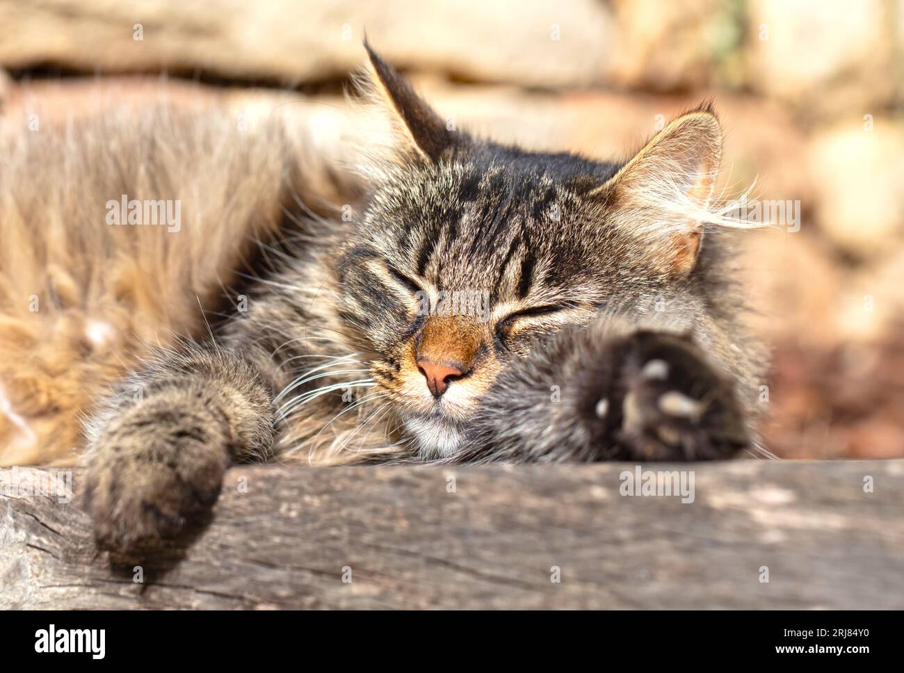 Chat domestique, chat domestique (Felis silvestris F. catus), chat gris à poil long au repos Banque D'Images