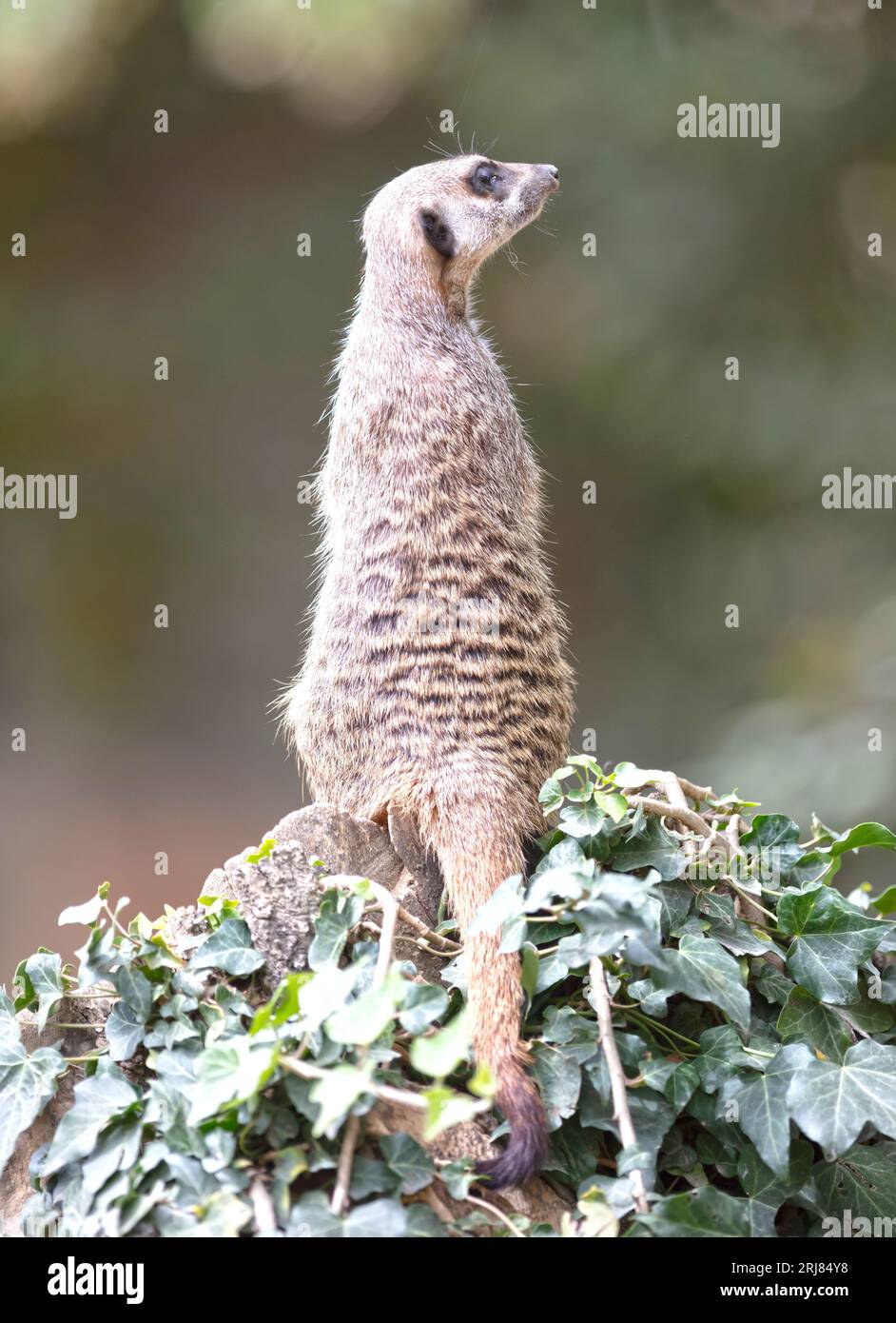 Meerkat adulte (Suricata suricatta) sur la garde-temps, mise au point sélective Banque D'Images
