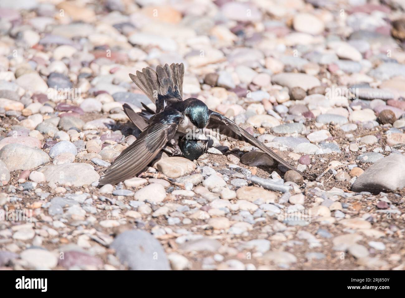 Gros plan d'une paire d'hirondelles d'arbre dans l'embrassade de reproduction sur le sol, marché lac wma, roberts, idaho, usa Banque D'Images