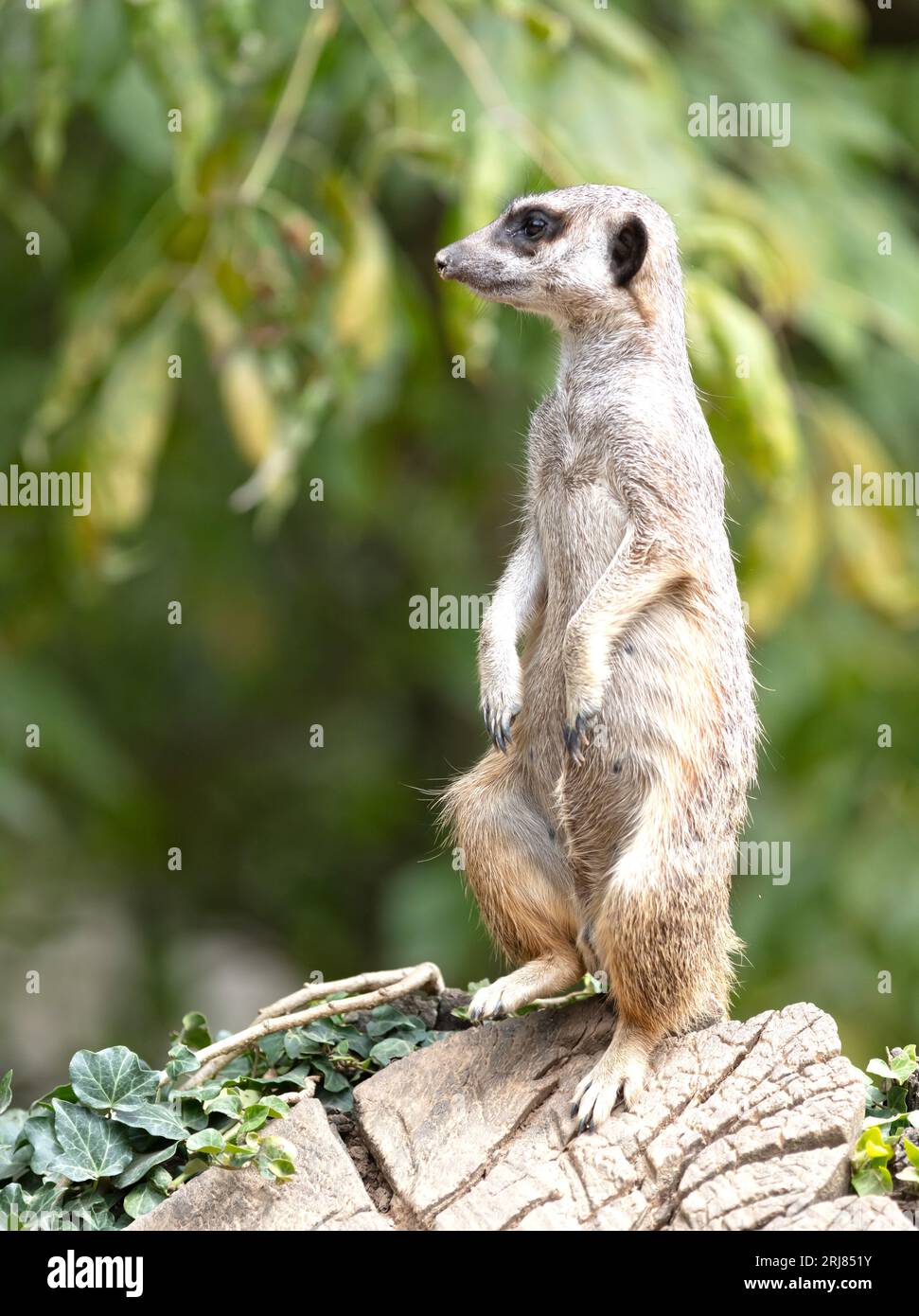 Meerkat adulte (Suricata suricatta) sur la garde-temps, mise au point sélective Banque D'Images