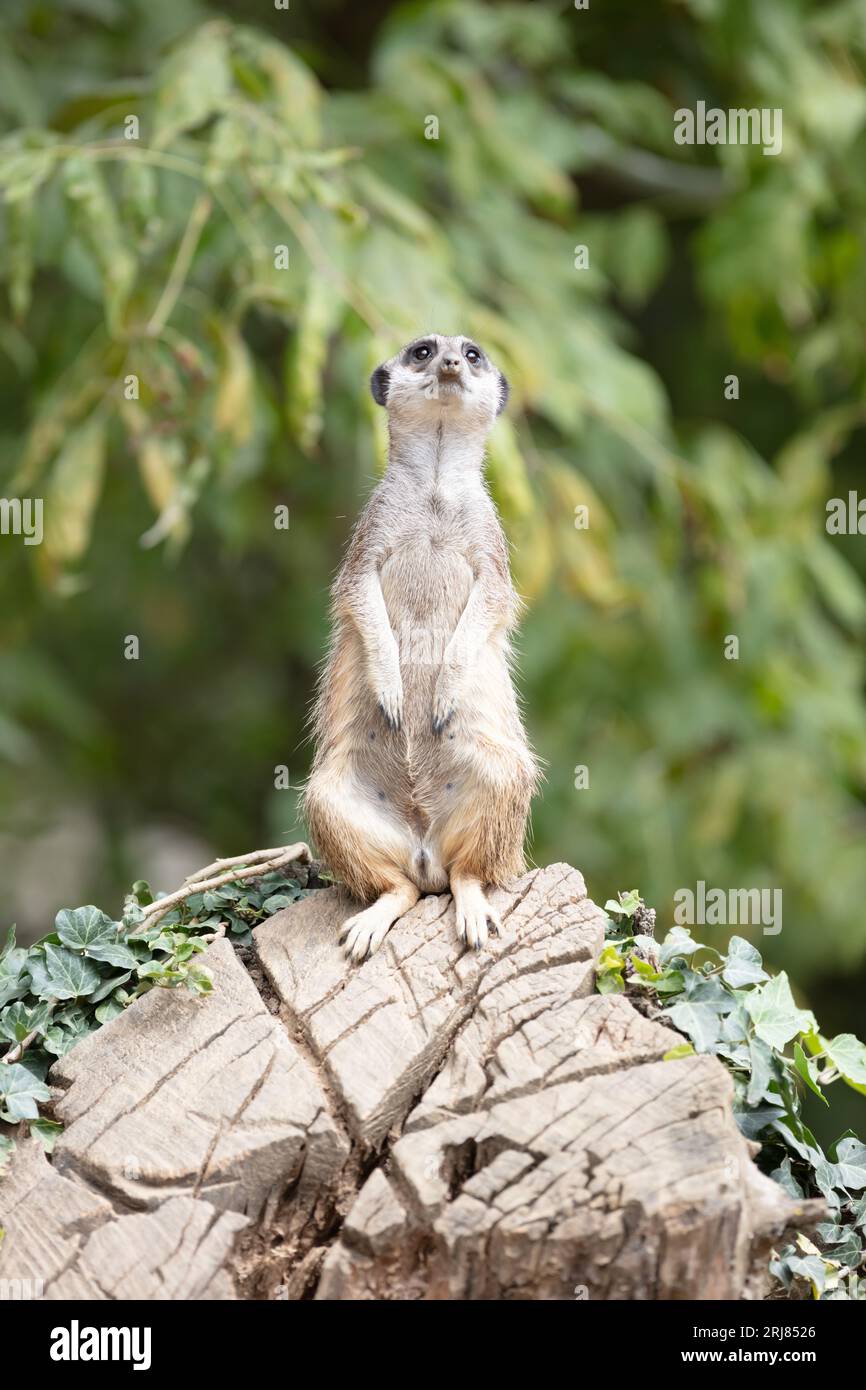 Meerkat adulte (Suricata suricatta) sur la garde-temps, mise au point sélective Banque D'Images