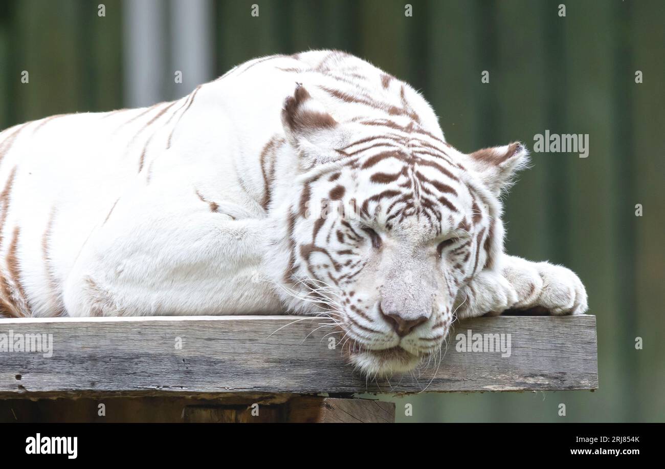 Tigre blanc / tigre blanchi (Panthera tigris) variante pigmentaire du tigre du Bengale, au repos Banque D'Images