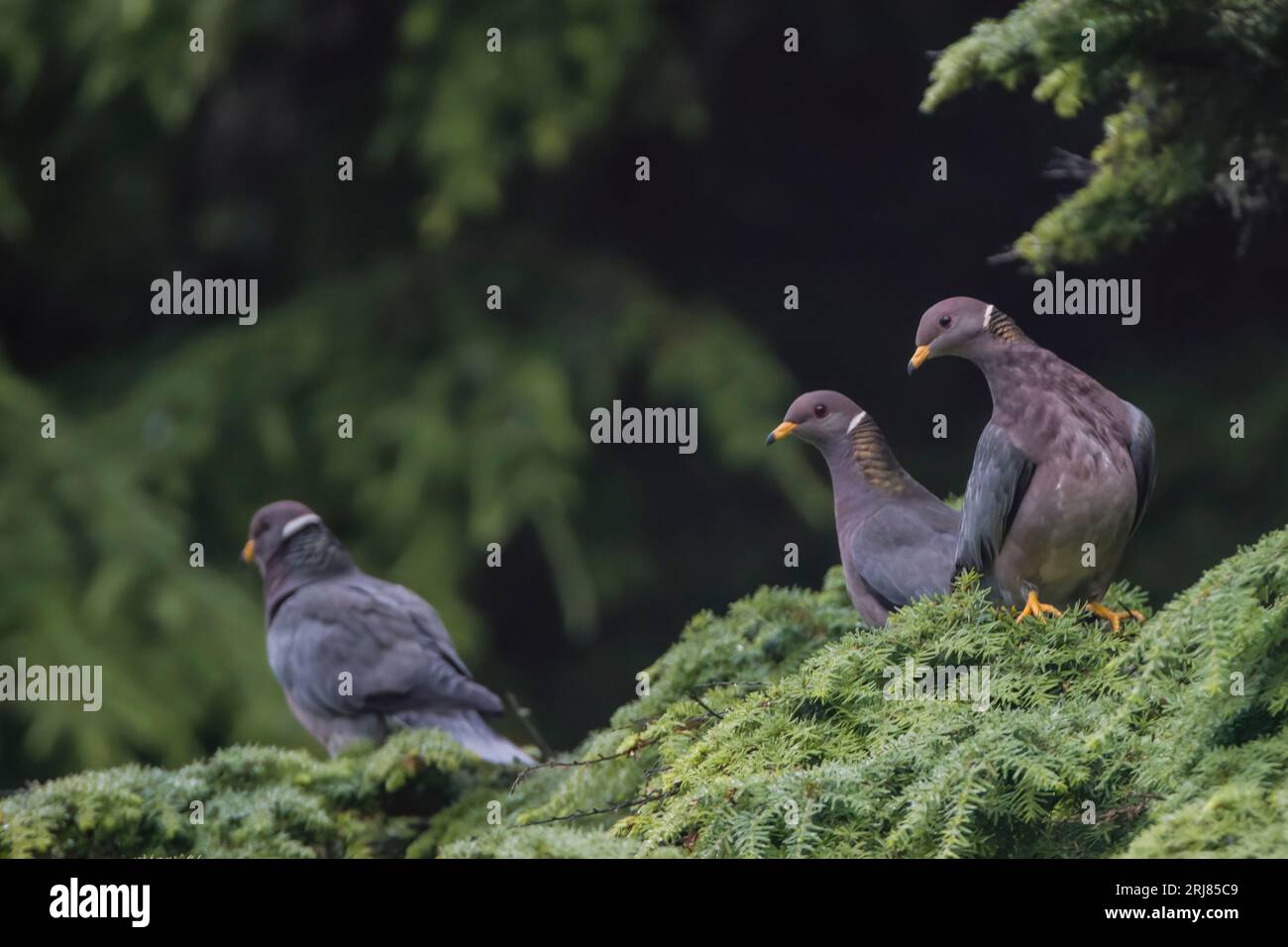Trois pigeons indigènes à queue barrée dans un sapin, habitat inclus, parc national olympique, fourches, washington, états-unis Banque D'Images