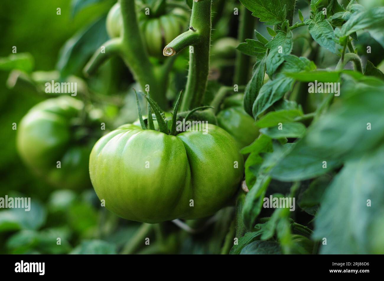 Grosses tomates vertes mûrissant sur la vigne Banque D'Images