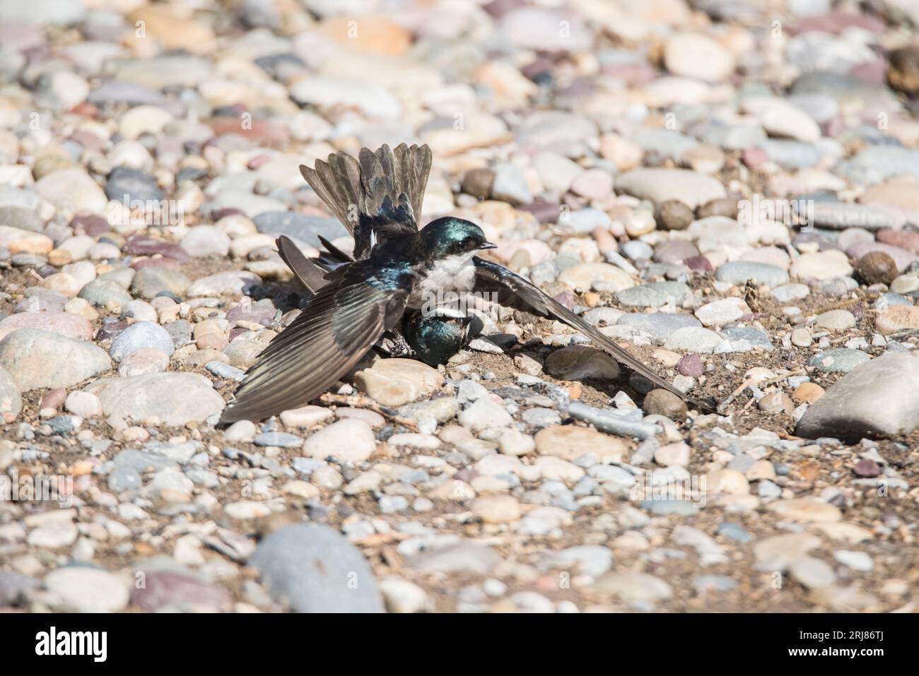 Gros plan d'une paire d'hirondelles d'arbre dans l'embrassade de reproduction sur le sol, marché lac wma, roberts, idaho, usa Banque D'Images