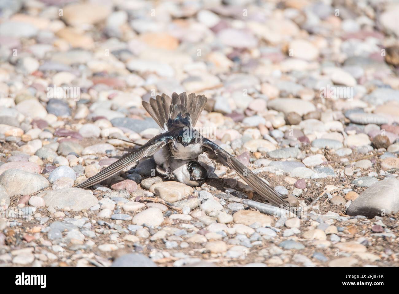 Gros plan d'une paire d'hirondelles d'arbre dans l'embrassade de reproduction sur le sol, marché lac wma, roberts, idaho, usa Banque D'Images