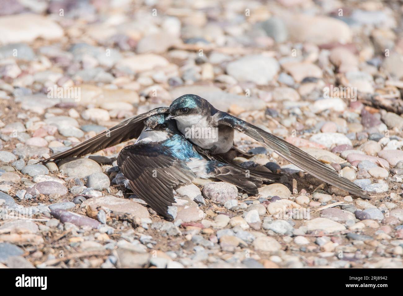Gros plan d'une paire d'hirondelles d'arbre dans l'embrassade de reproduction sur le sol, marché lac wma, roberts, idaho, usa Banque D'Images